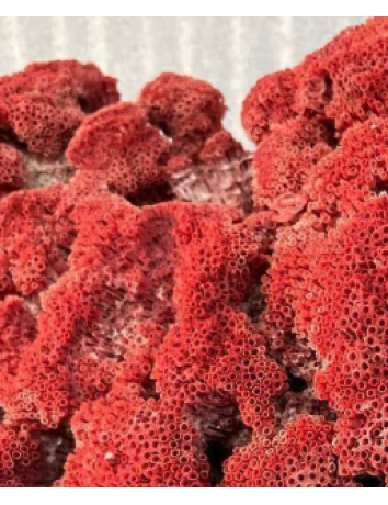 天然紅珊瑚 天然紅珊瑚