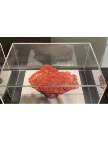 天然淺紅珊瑚