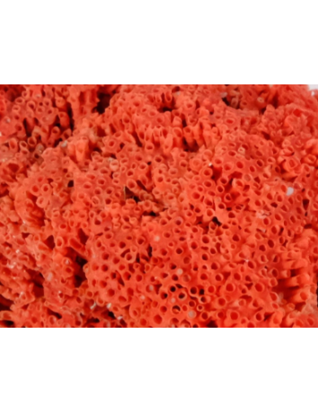 海洋生物紅珊瑚