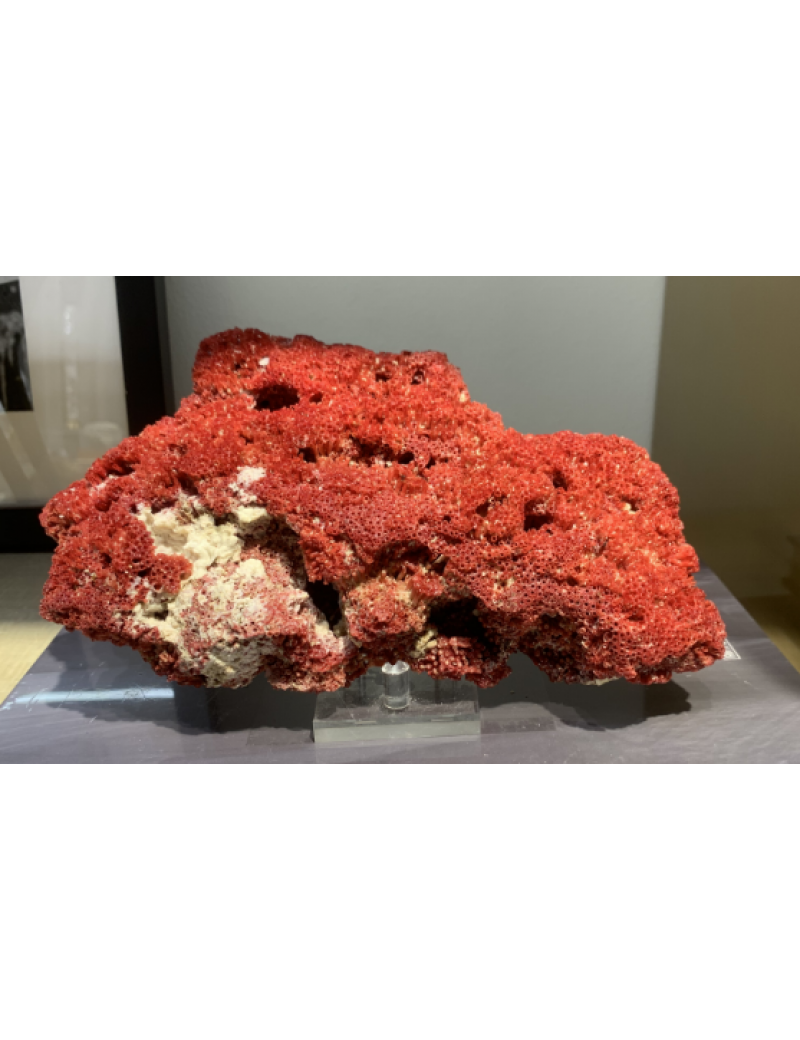 海洋生物紅珊瑚