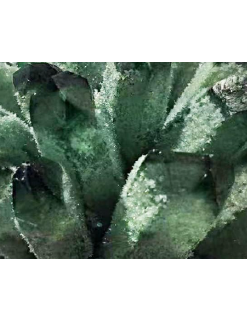 特大綠雪石