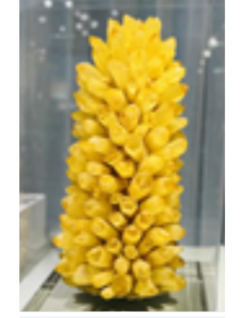 天然黃水晶簇礦物標本石英晶體癒合