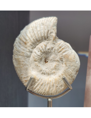 億年菊螺化石 
